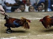 Bóng đá anh, ngoại hạng anh, lịch thi đấu euro 2012, Gà chọi giết chết chủ 